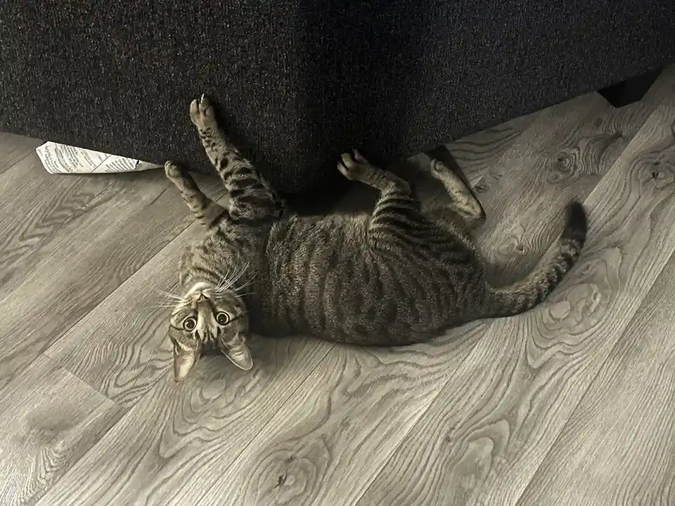 A tabby cat lies on its back under a dark gray couch on a light wood floor, paws up, looking up with wide eyes. A crumpled…