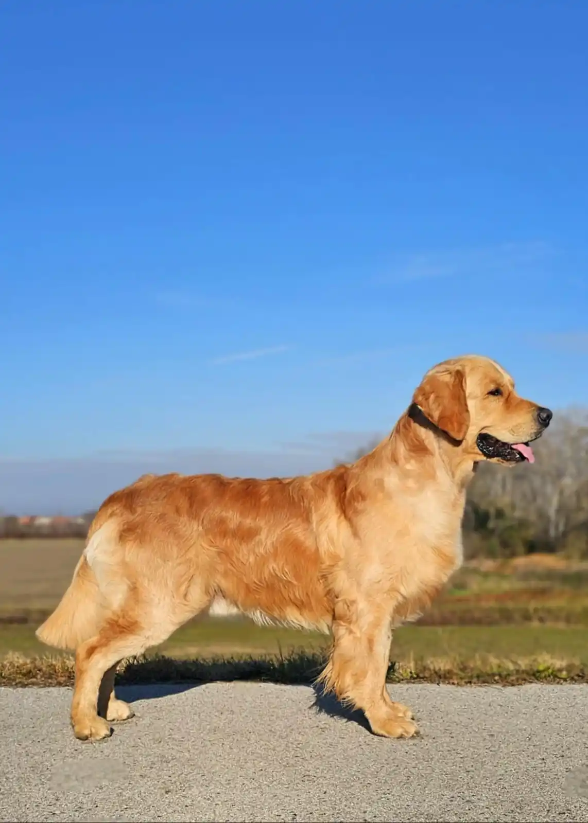 A golden retriever stands in profile on a paved path under a clear blue sky, its fur golden and slightly sun-bleached…