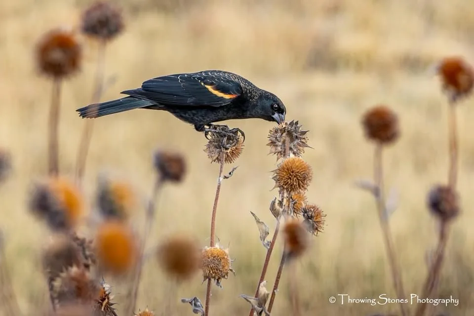 A black bird with orange wing markings perches on a dried sunflower head in a field of similar plants, appearing to eat…