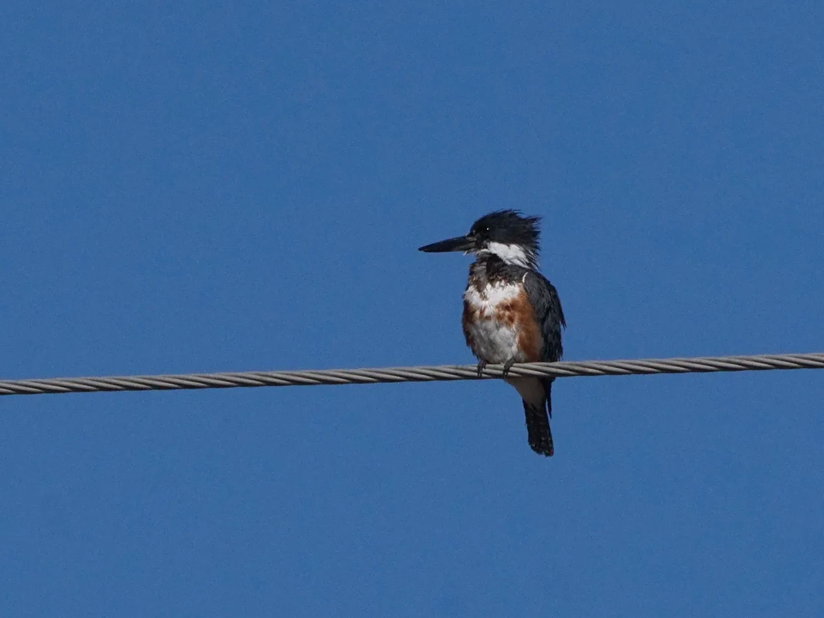 A kingfisher bird with ruffled, messy black feathers sits on a thick, gray utility wire against a clear blue sky. The bird…