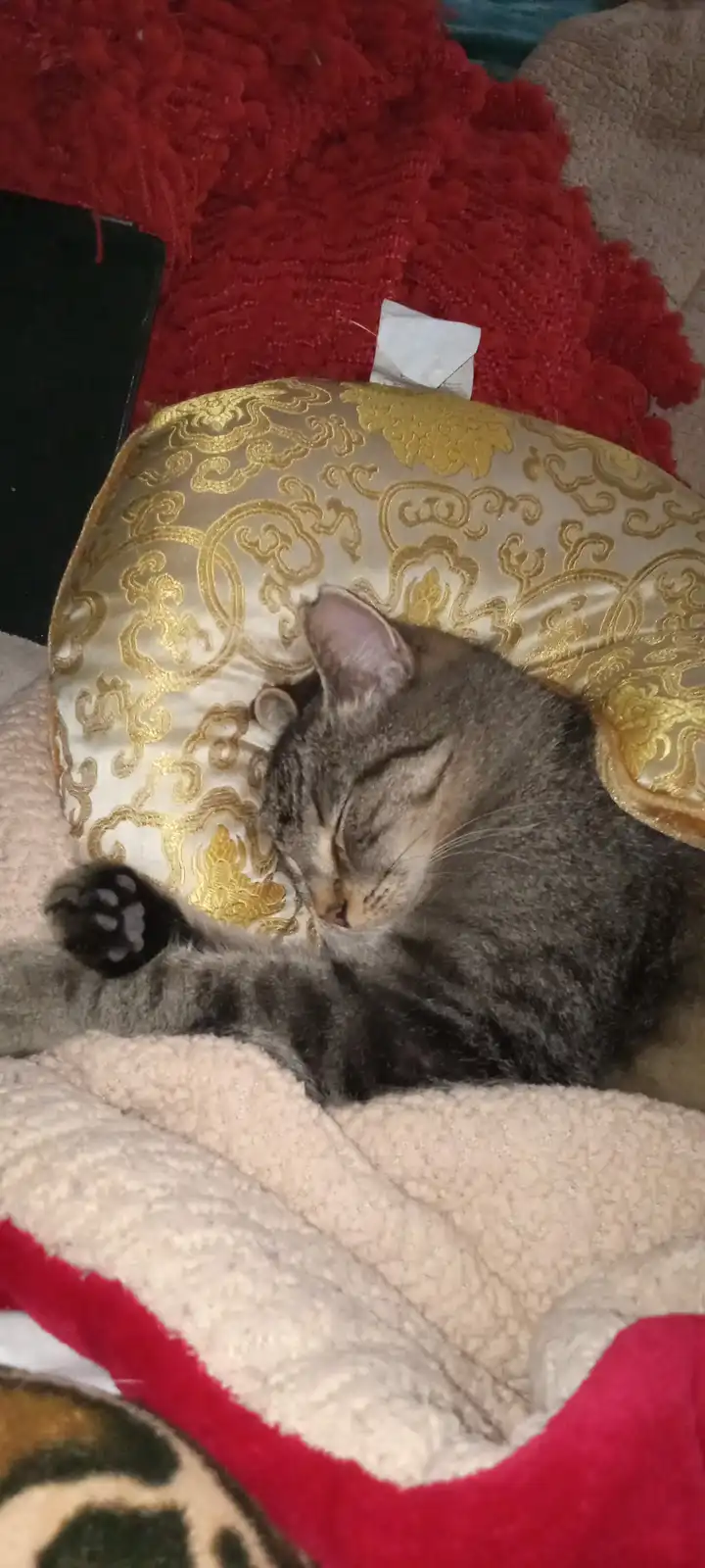 A gray tabby cat is curled up and sleeping soundly on a decorative gold and cream pillow, partially covered by a fluffy…