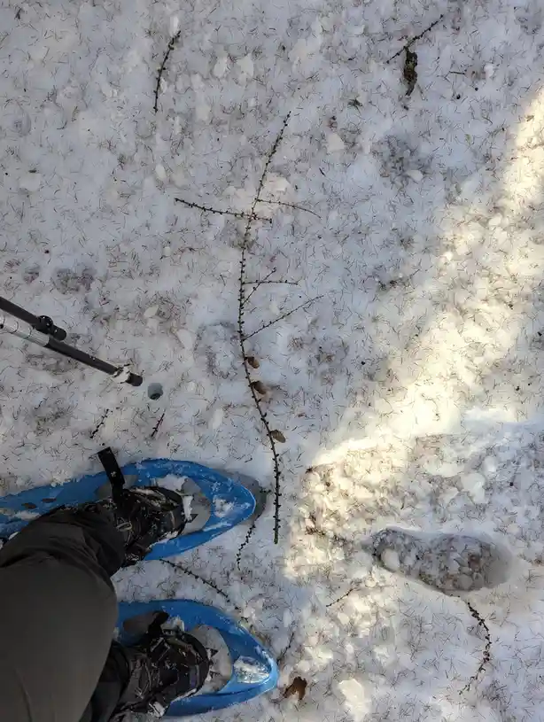 A first-person view shows a person wearing blue snowshoes and dark pants standing in snow mixed with pine needles. A thin…