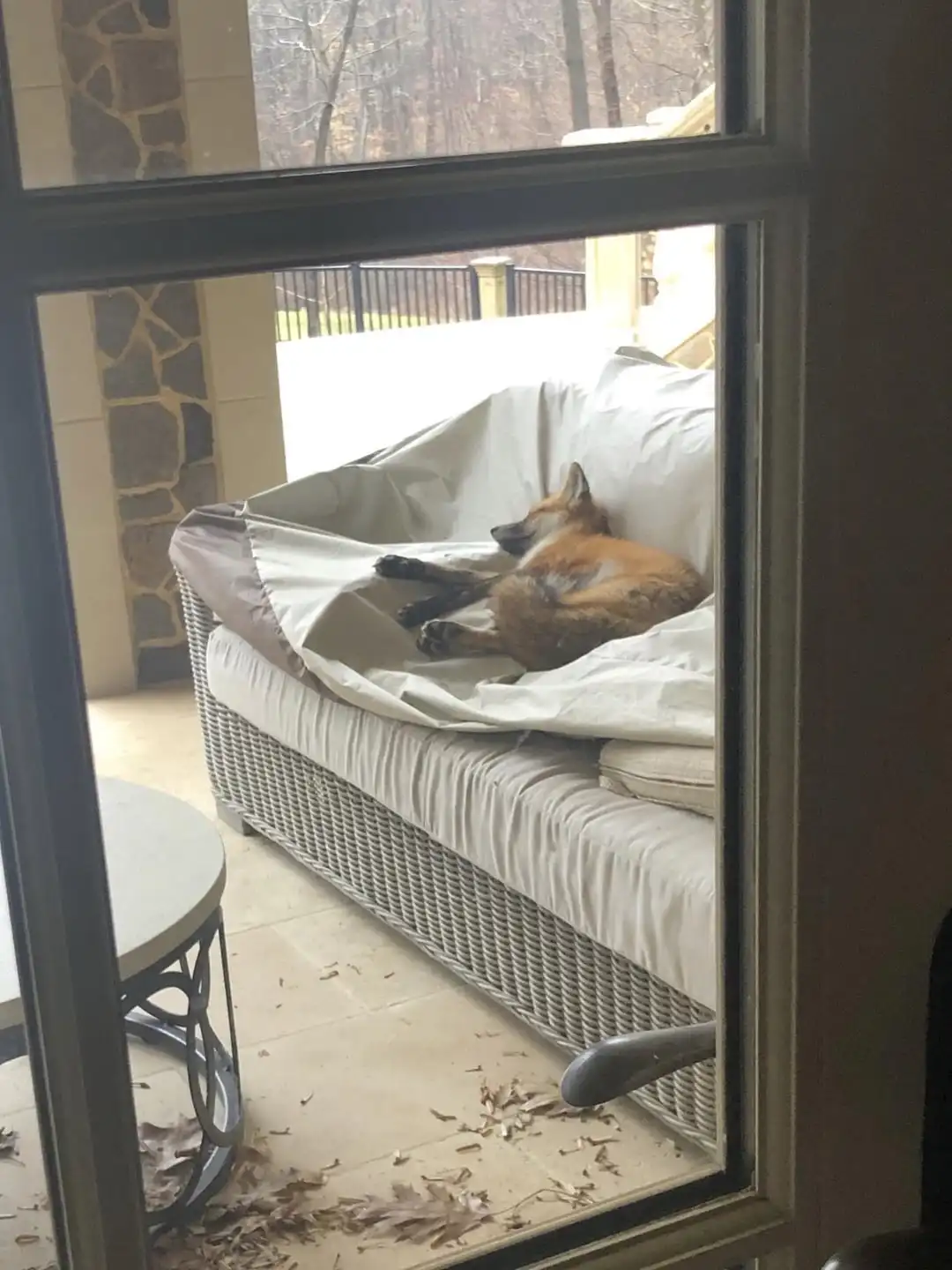 A red fox is curled up and sleeping soundly on an outdoor wicker couch with white cushions, viewed through a glass door. The…