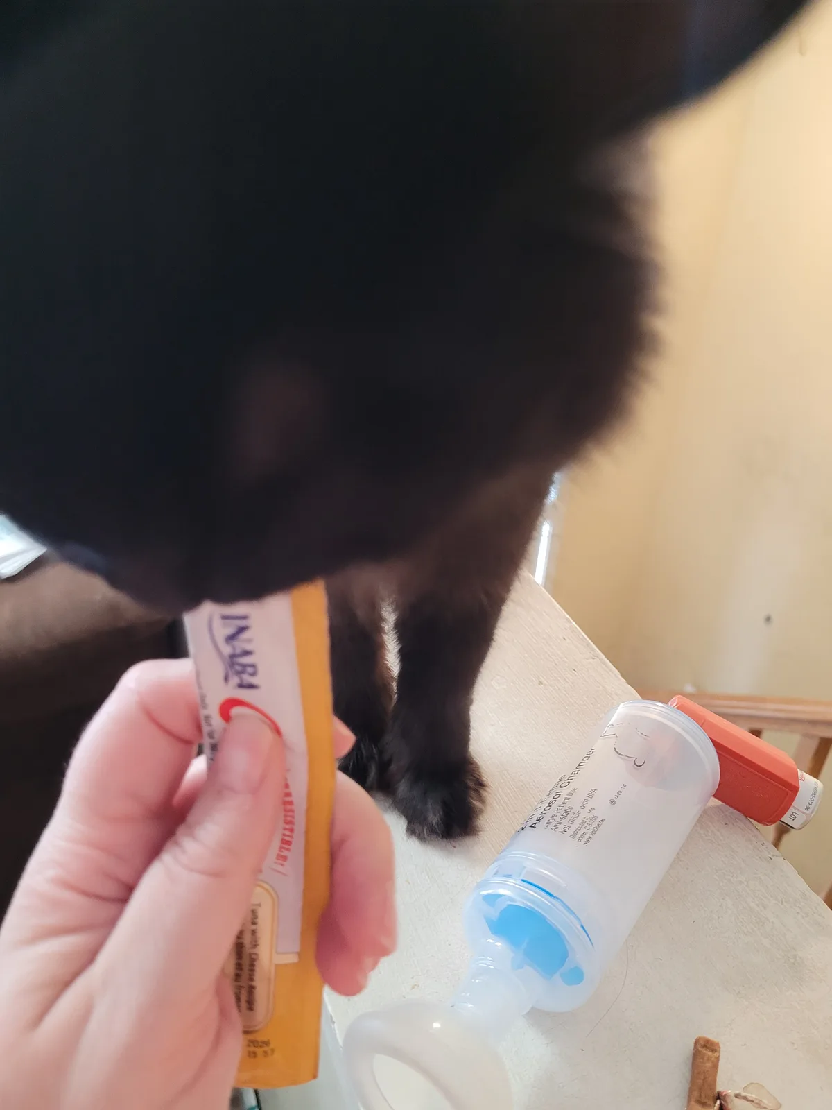 A person holds a small pouch of INABA brand cat food labeled 'Tuna with Cheese Recipe' while a black cat leans over to sniff…