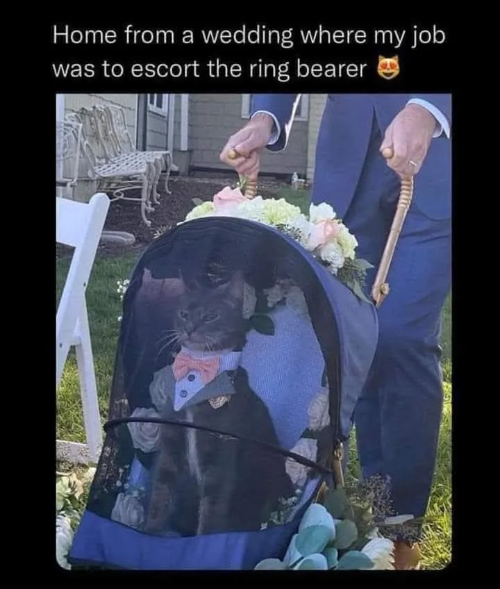 A person in a blue suit pushes a decorated baby stroller adorned with flowers, inside which sits a black cat wearing a tiny…