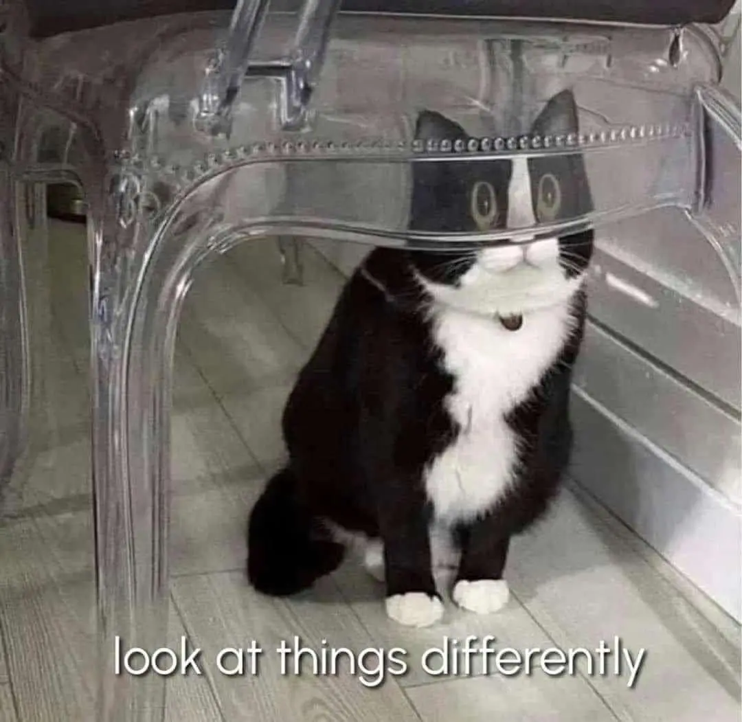 Cuteness overload with kitty cat memes!