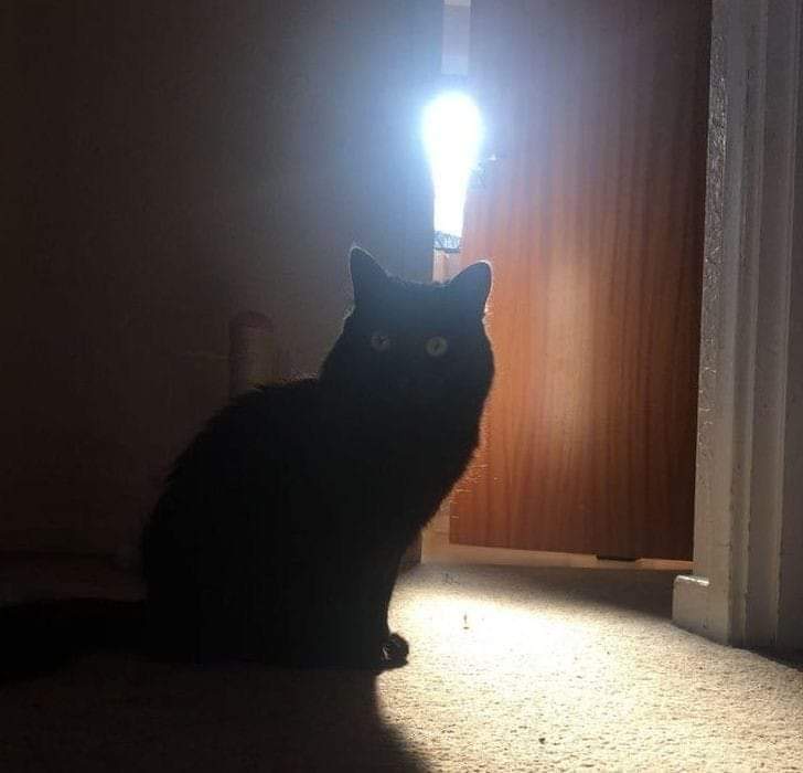 A black cat sits in a dimly lit room, silhouetted against a bright light source behind it, with glowing eyes staring…