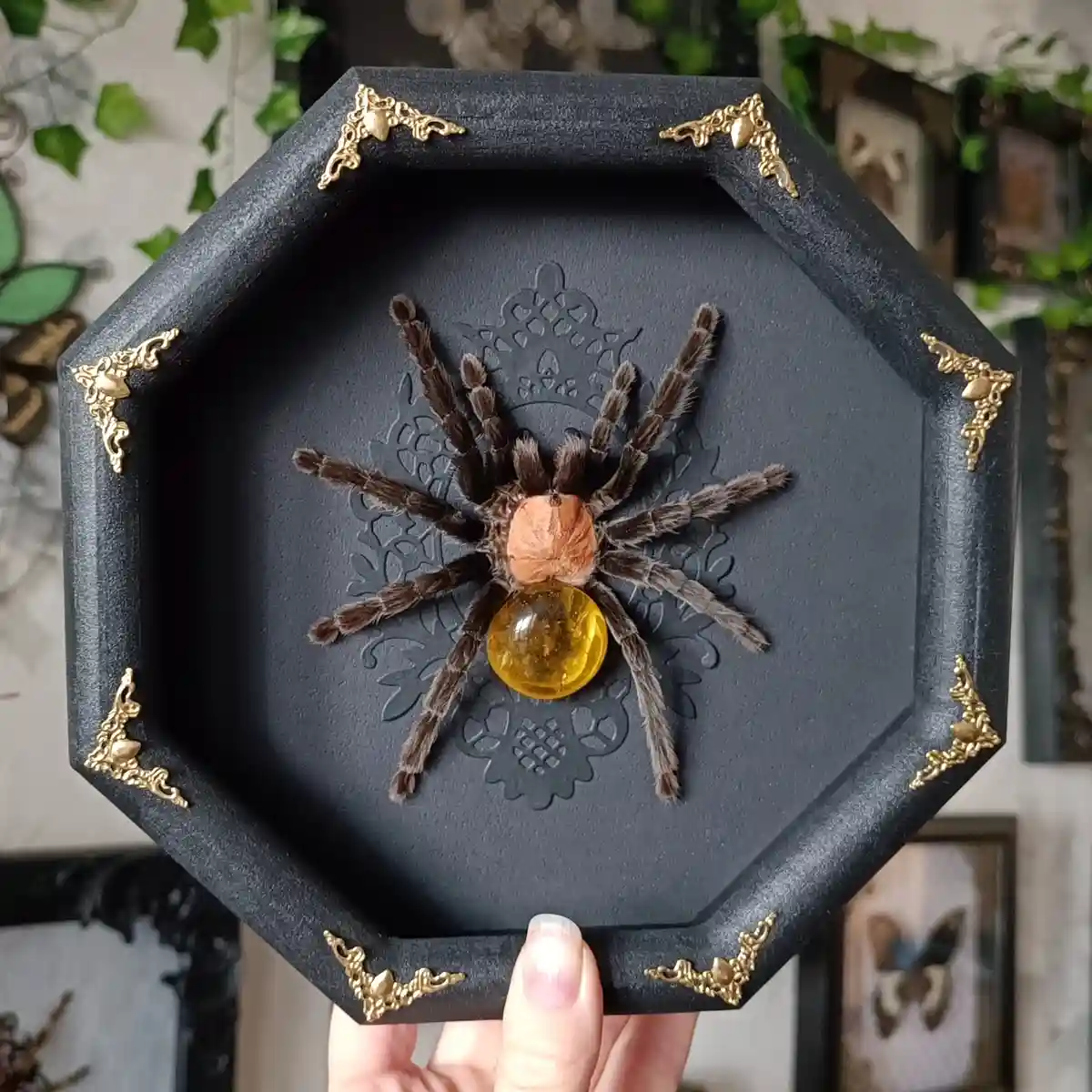 A person holds an octagonal black display case with ornate gold corner embellishments. Inside, a large, hairy tarantula is…