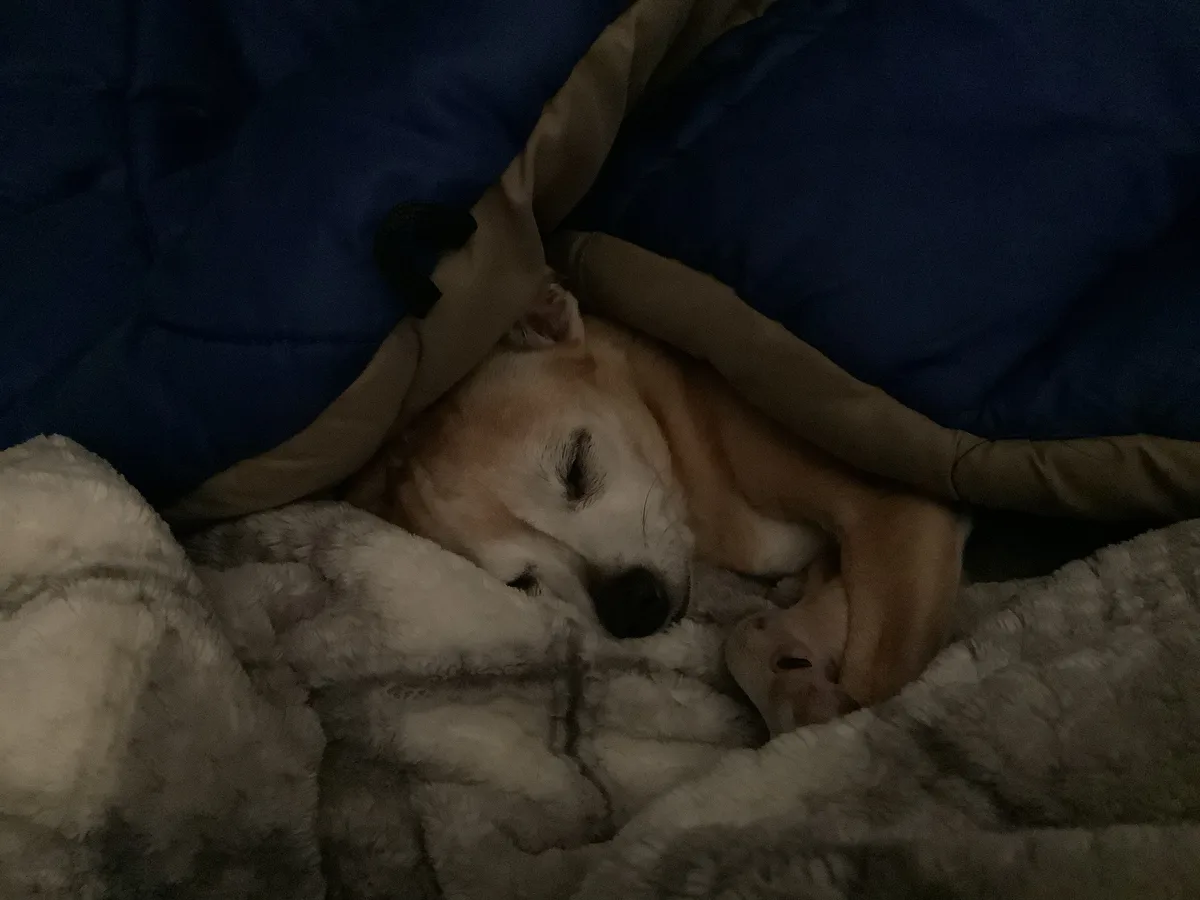 A light-colored dog is sleeping peacefully under a blanket in a dimly lit room, with its head resting on a fluffy surface…