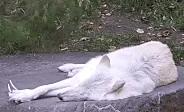 A white wolf is shown in six sequential frames, starting with its head down and body sprawled, then slowly lifting its head…