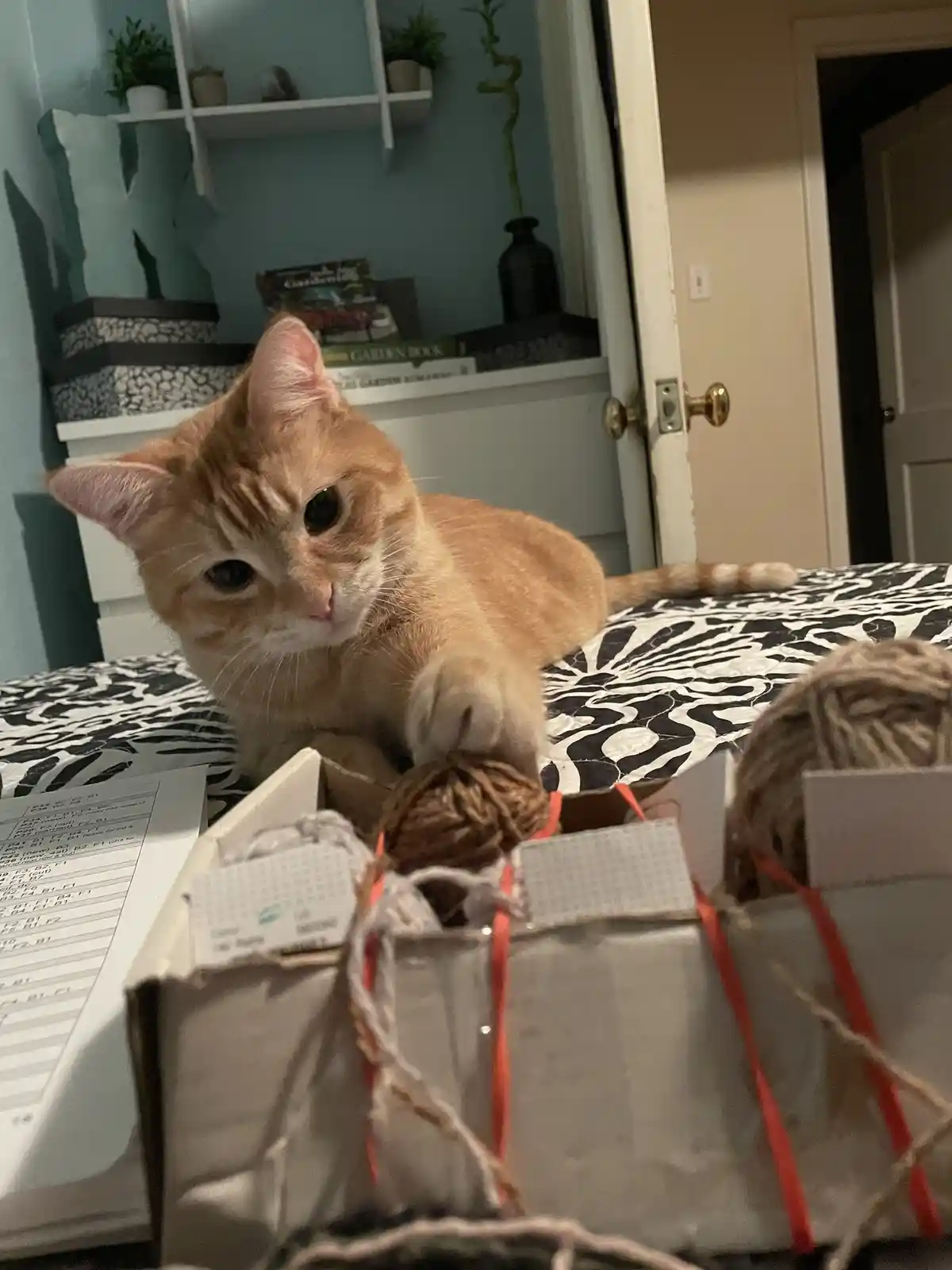 An orange tabby cat with wide, innocent eyes sits on a black-and-white patterned bed, one paw hovering over a ball of yarn…