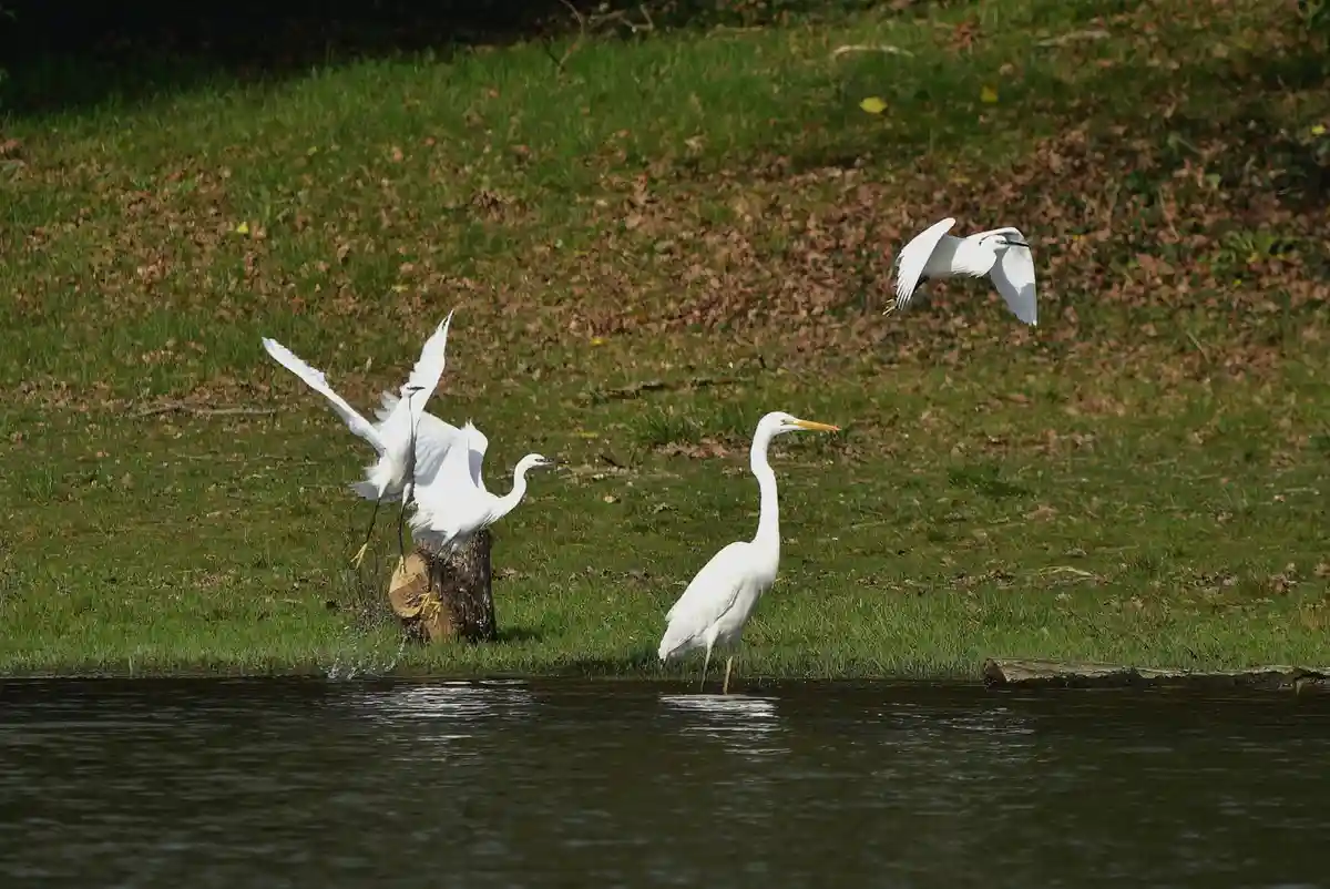 Three white herons are near water: one stands calmly in shallow water, another is mid-air flying, and a third is flapping…