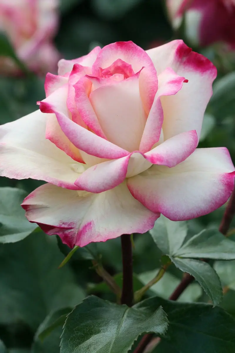 A close-up photograph of a fully bloomed rose with creamy white petals edged in vibrant pink, set against blurred green…