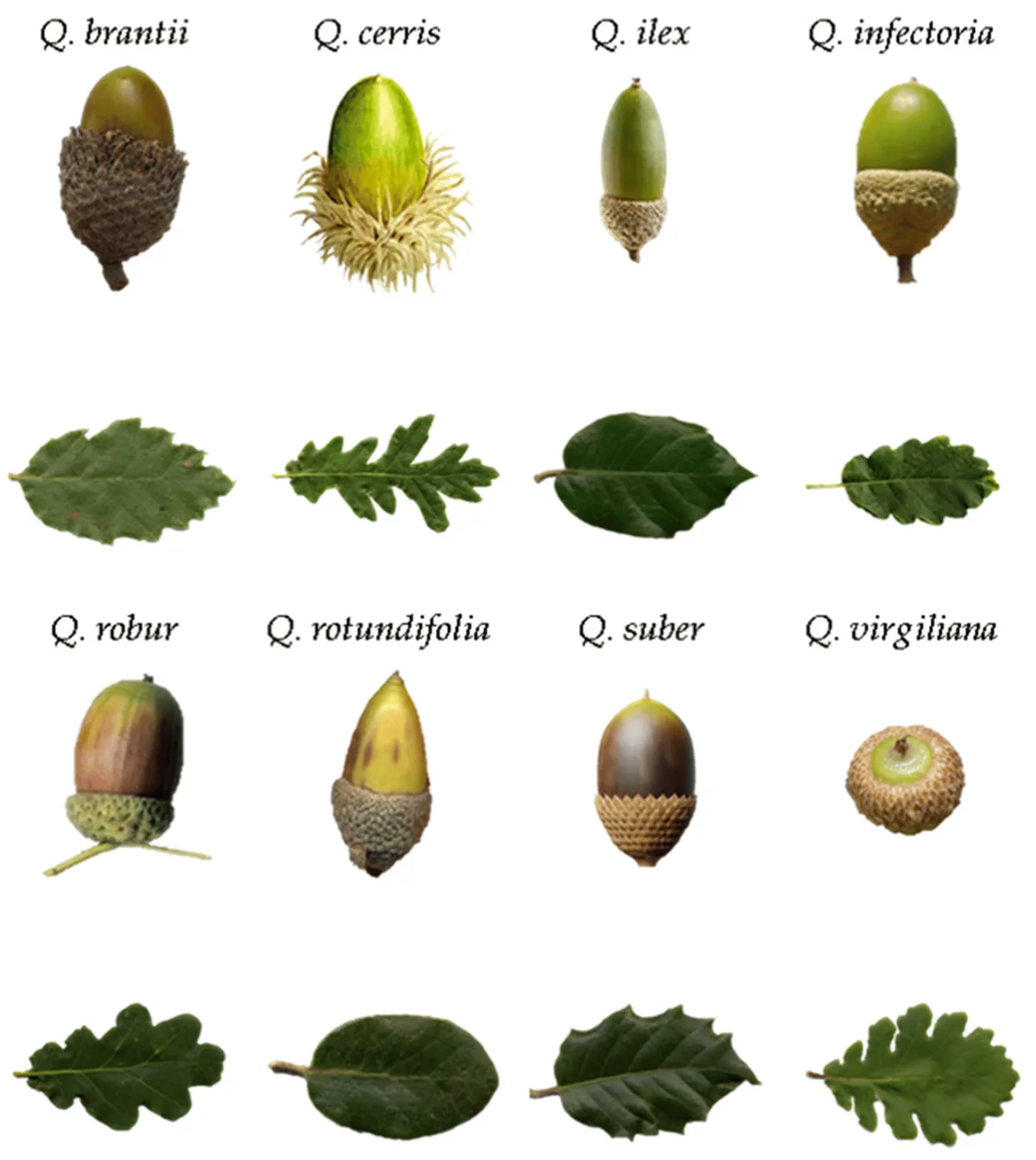 Just a handful of acorns, nothing to worry about!