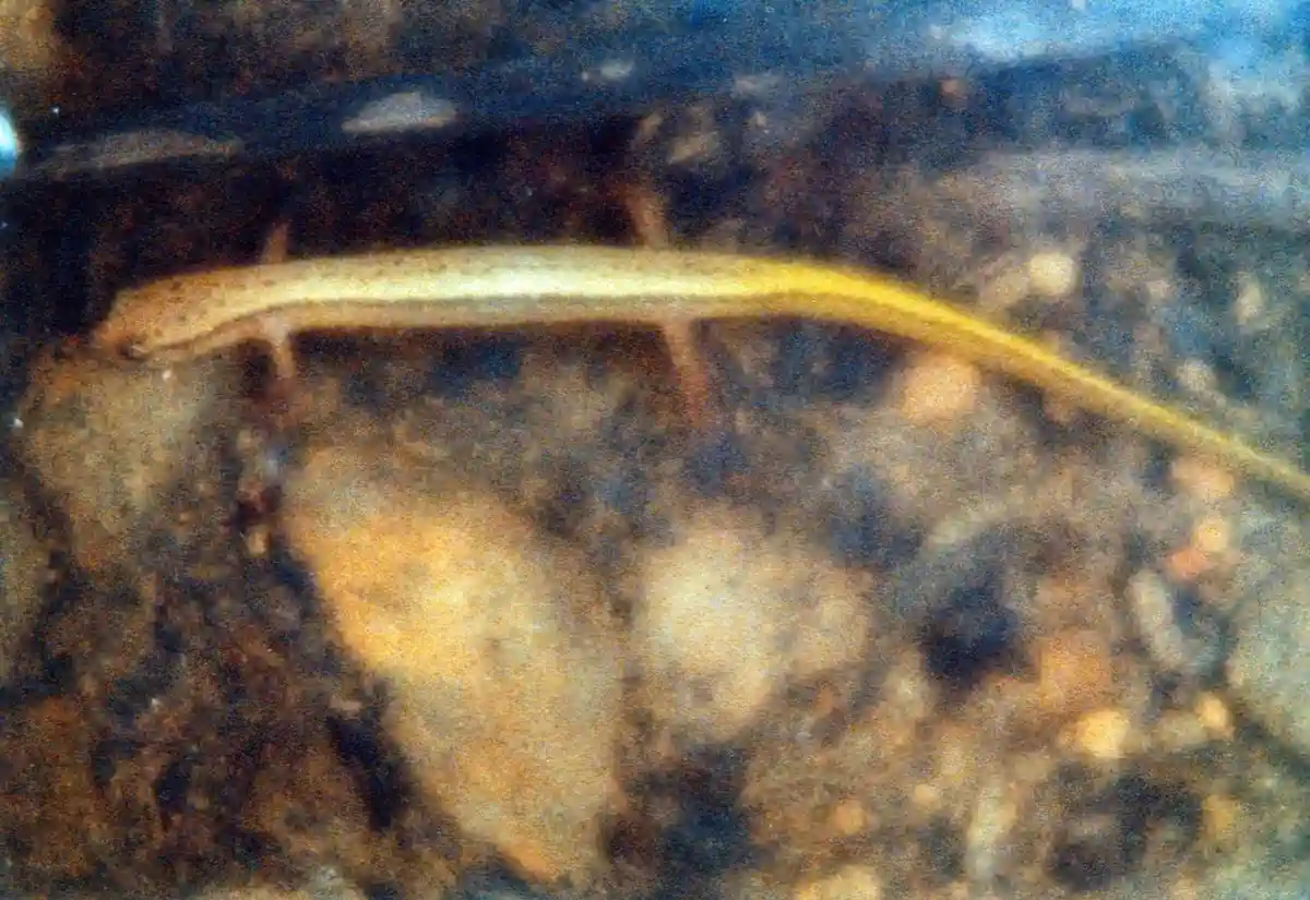 A blurry underwater photo shows a long, slender, yellowish fish-like creature resting on a rocky riverbed. The overlaid text…