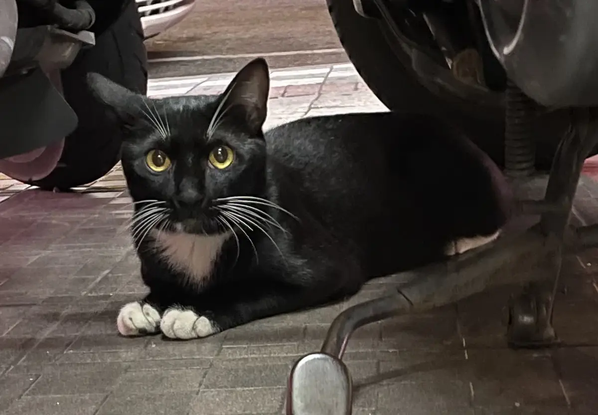 A cat doing its thing