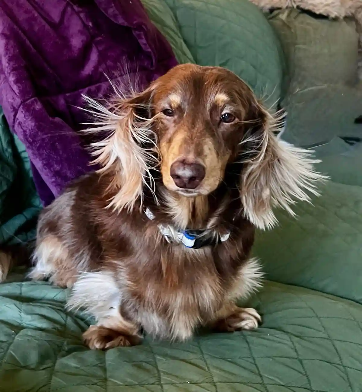 A long-haired dachshund with brown and white fur sits on a green quilted couch, its ears dramatically blown outwards as if…