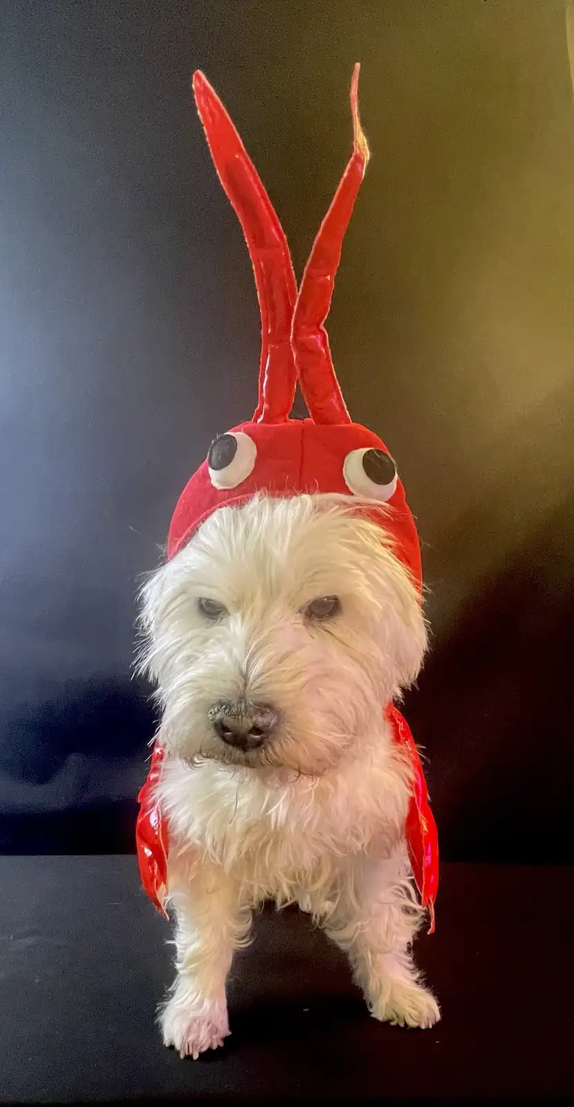 A small white fluffy dog is wearing a red lobster costume with antennae and googly eyes, looking directly at the camera with…
