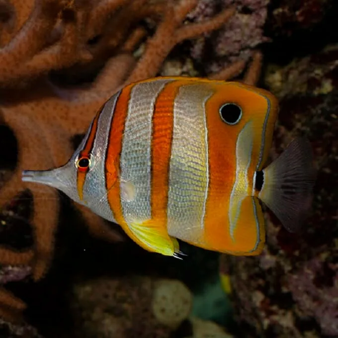 A close-up photo of a colorful butterflyfish with orange, white, and gray stripes swimming near coral. The fish has a…