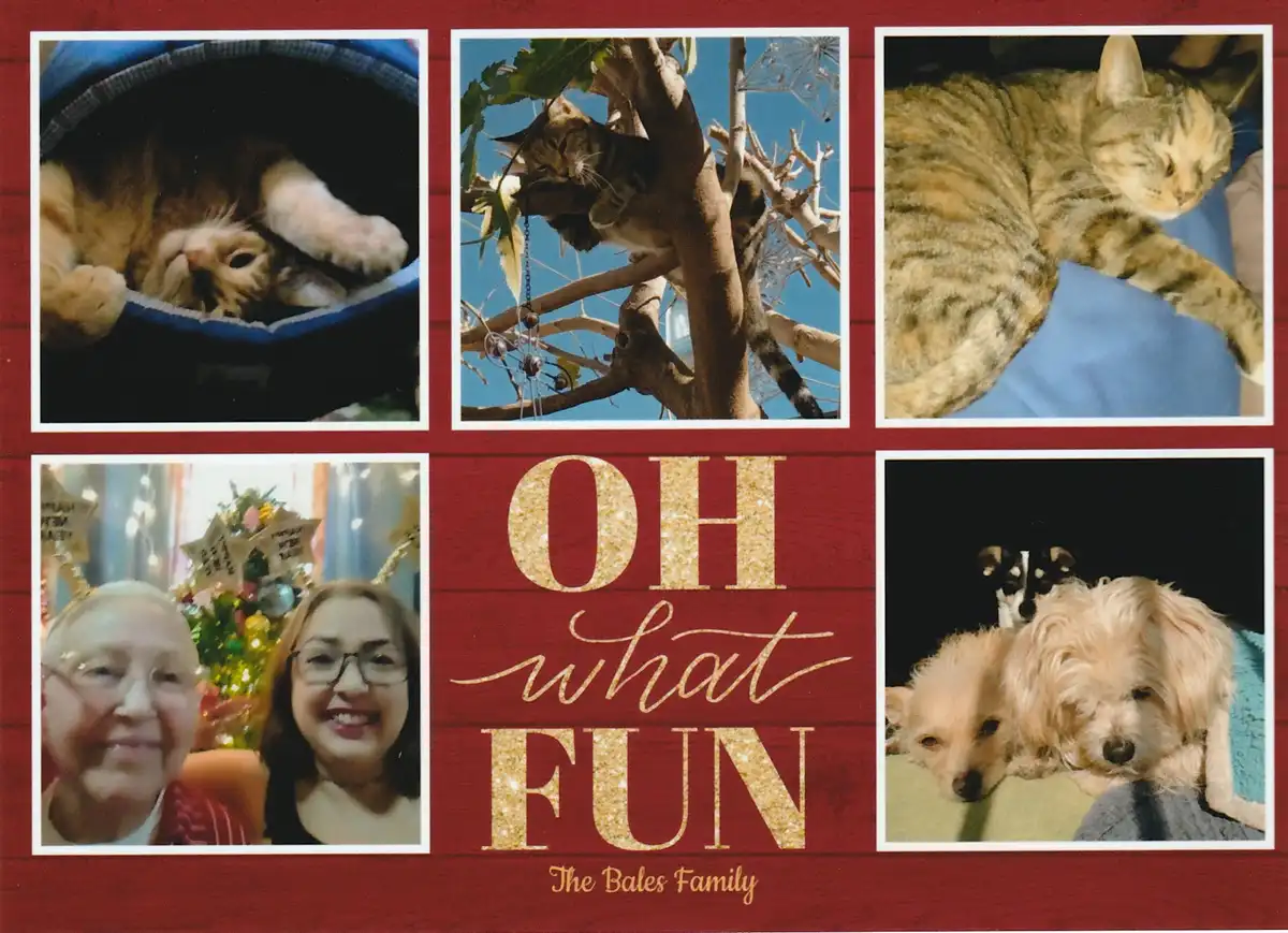 A red holiday photo collage featuring five images: three of cats sleeping (one in a bed, one in a tree, one on a blanket)…