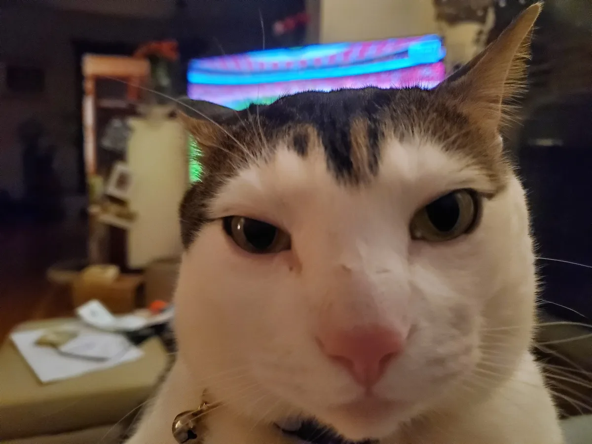 A close-up photo of a white and brown cat with a stern, unimpressed expression staring directly at the camera. The cat has a…