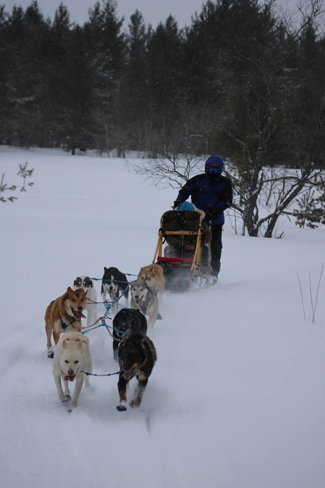 A person in a blue winter jacket and goggles stands behind a sled being pulled by a team of eight energetic sled dogs…