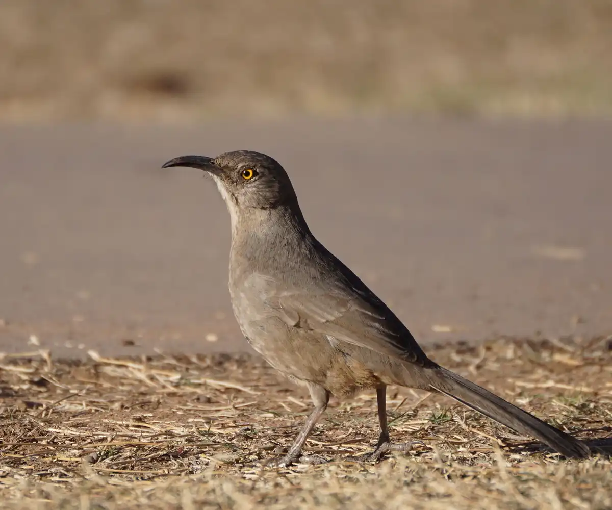 A close-up photo of a gray bird with a long, curved black beak and bright yellow eyes standing on dry, dusty ground. The…