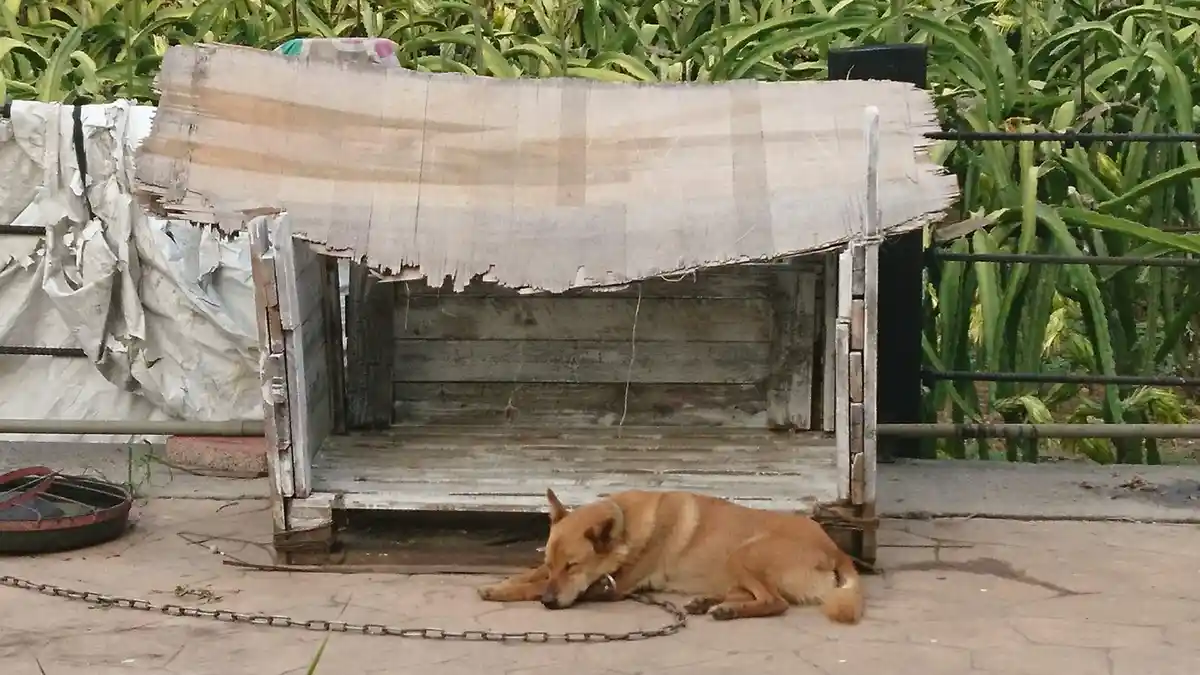 A brown dog sleeps on a paved surface next to a dilapidated, weathered wooden doghouse with a torn tarp roof. A metal chain…