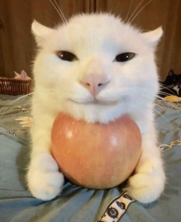 The Quirky Car Apple: A Fun Fusion