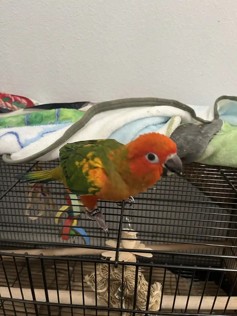 A colorful parrot with a red head and green body perches on a black wire cage, its foot wearing a black band with the name…
