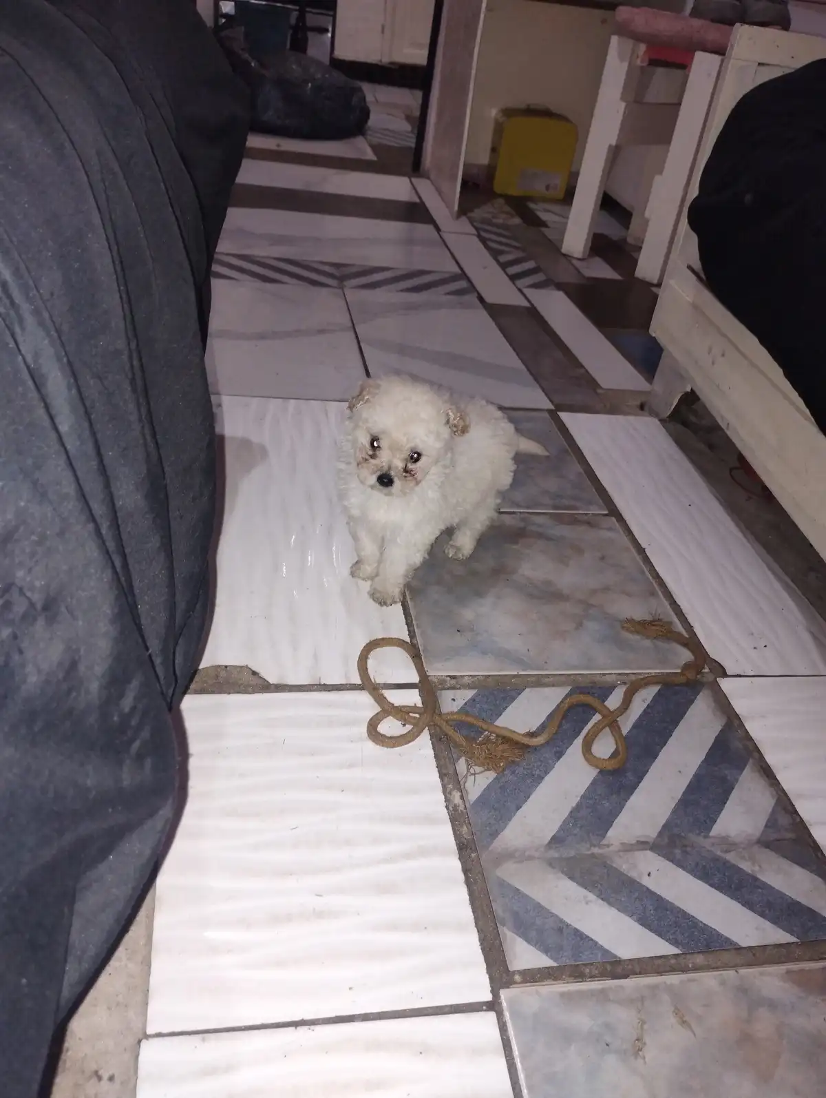 A small, fluffy white puppy with dark eyes and nose stands on a patterned tiled floor, looking directly at the camera. A…