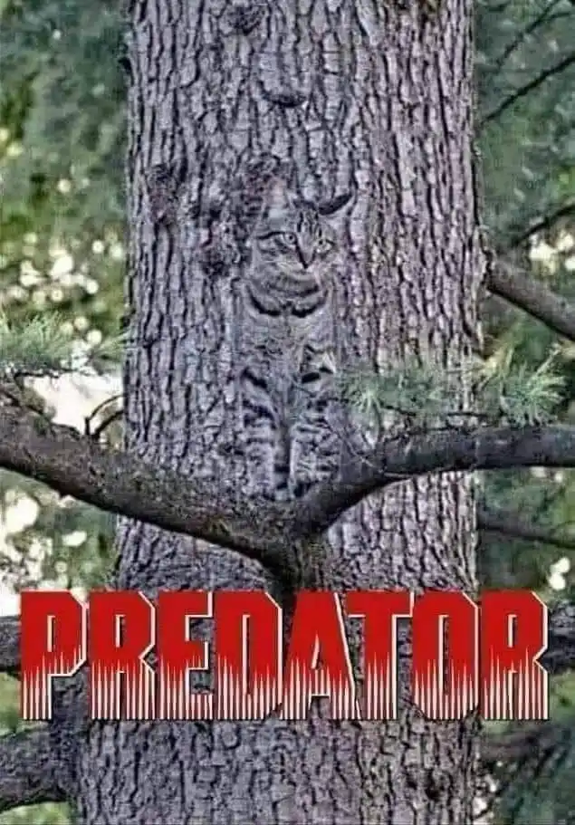 A tabby cat is camouflaged against the bark of a tree trunk, its striped fur blending seamlessly with the rough texture…