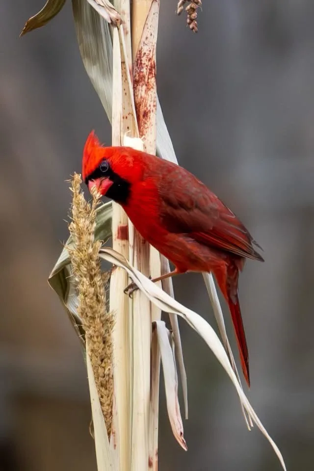 The Majestic Cardinal