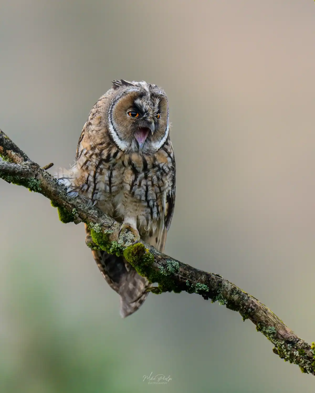 My reaction when they effortlessly draw the owl!