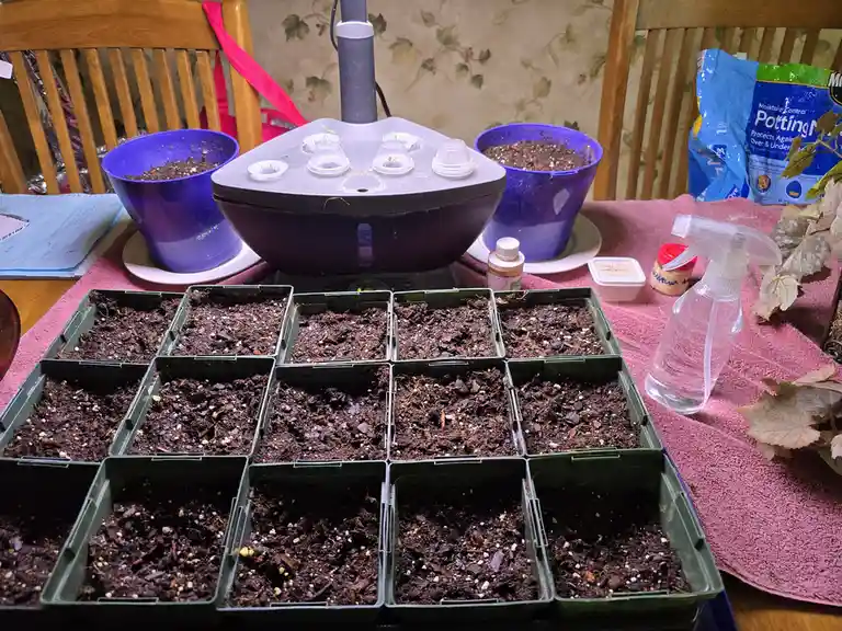 A table covered with a pink towel holds a grid of 12 green seedling trays filled with soil, most empty except for a few tiny…