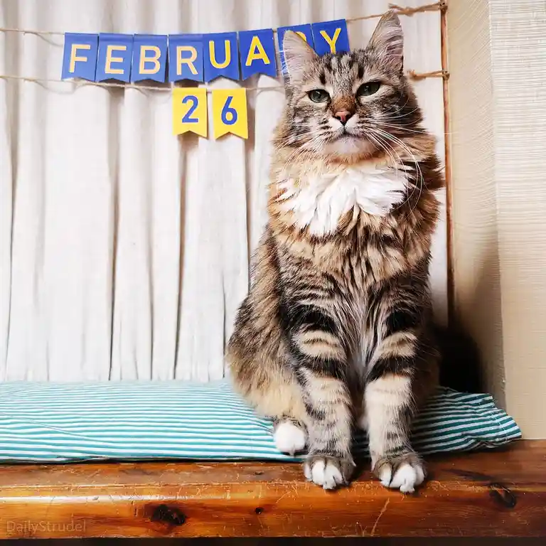 A fluffy tabby cat with a white ruff sits regally on a striped pillow atop a wooden surface, looking unimpressed. Behind it…