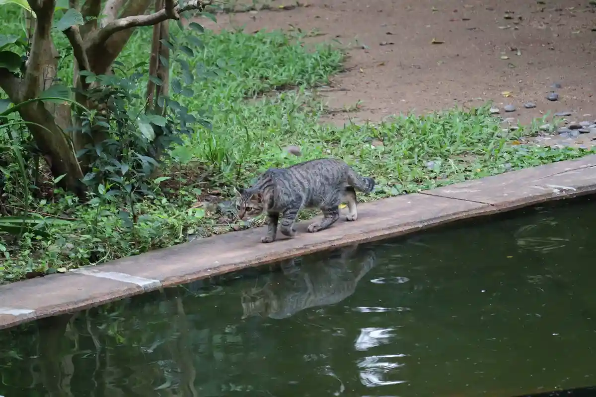 A tabby cat walks along the edge of a pond, its reflection visible in the water. The cat is looking down at its reflection…