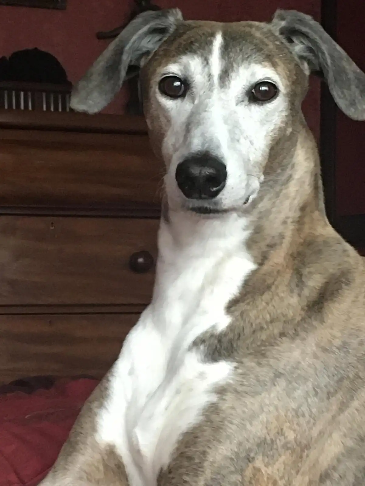 A close-up photo of a greyhound-like dog with a white chest and brown-grey fur, sitting indoors in front of a wooden…