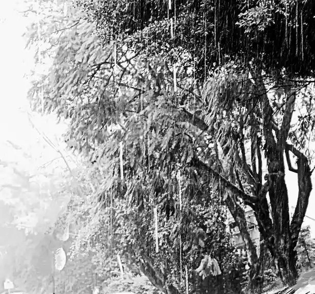 A black-and-white photo shows a tree with numerous icicles hanging from its branches, suggesting freezing weather. The…