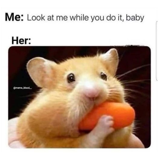 A light brown hamster is being held and is happily chewing on a bright orange carrot. Above the image, text reads 'Me: Look…
