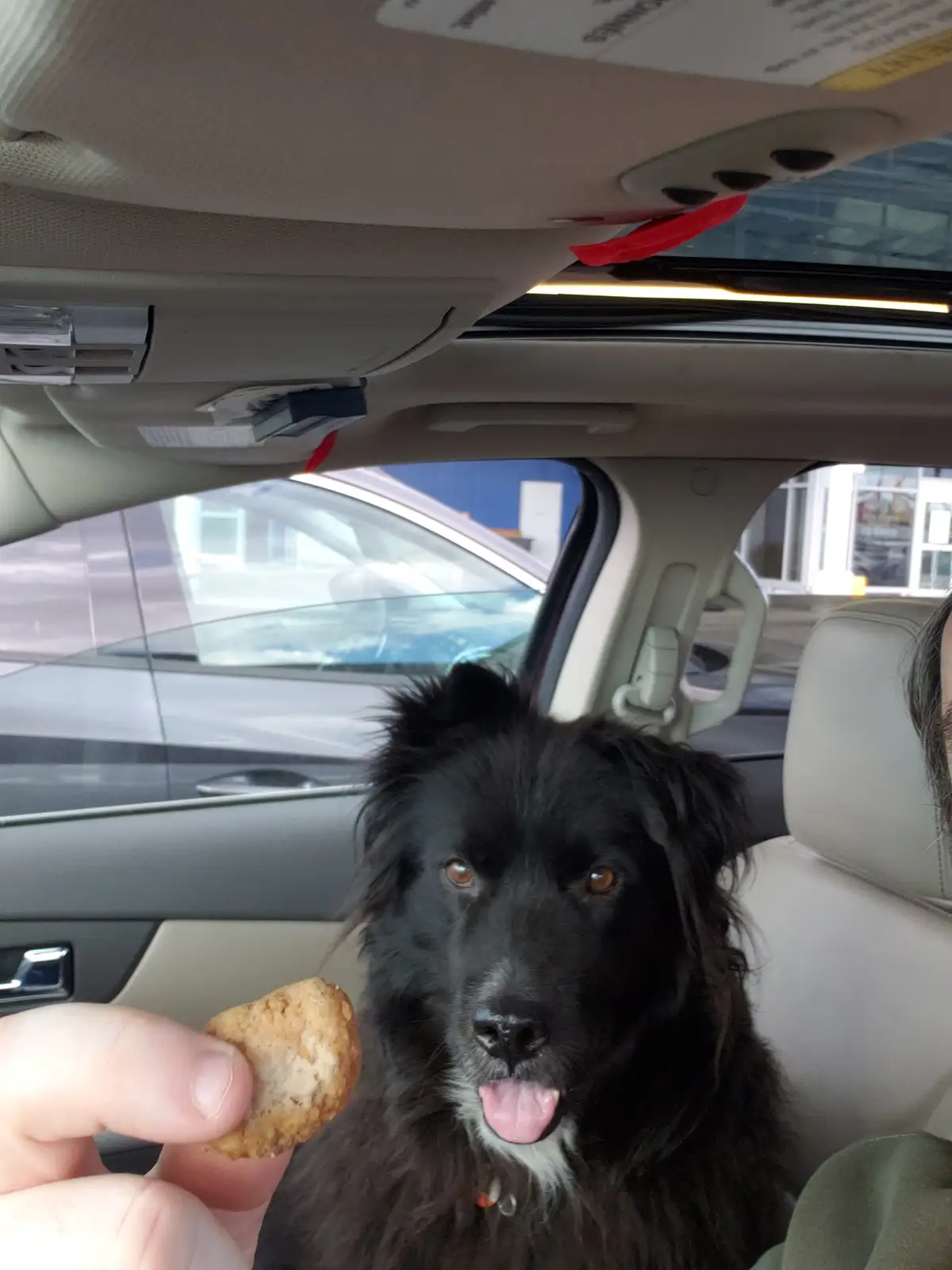 A black dog with a white chest and tongue out sits in a car, looking at a human hand holding a dog treat. The dog's…