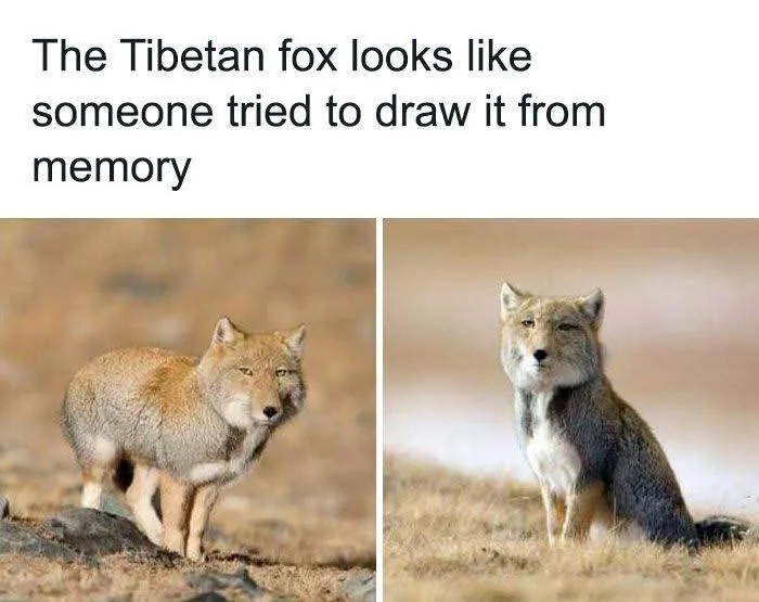 Two side-by-side photos of a Tibetan fox, one standing and one sitting, both looking alert in a dry, grassy, rocky…