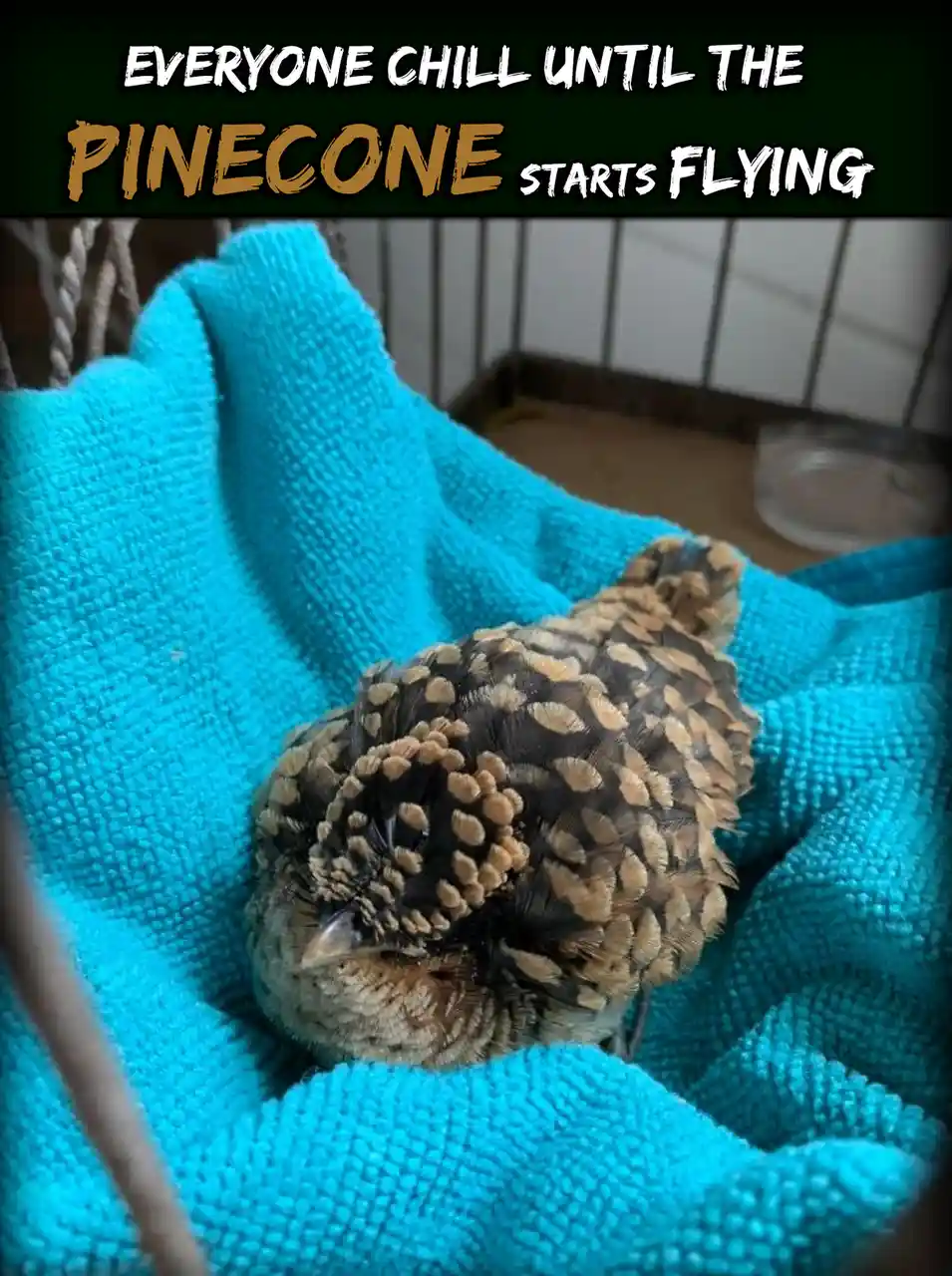 A small bird with brown and tan patterned feathers is curled up and sleeping on a bright blue towel inside what appears to…