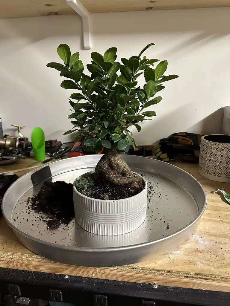 A small bonsai tree with a thick, gnarled trunk sits in a white ceramic pot placed inside a large metal tray on a wooden…