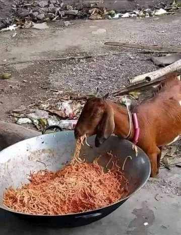 Join the Fun: New Goat Spaghetti Meme Template Contest!