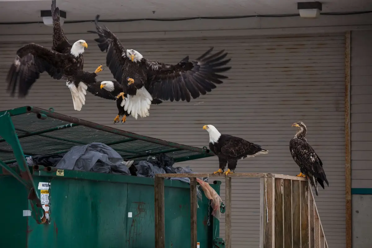 Several bald eagles are depicted around a green dumpster; three are in mid-air with wings spread, while two others perch on…