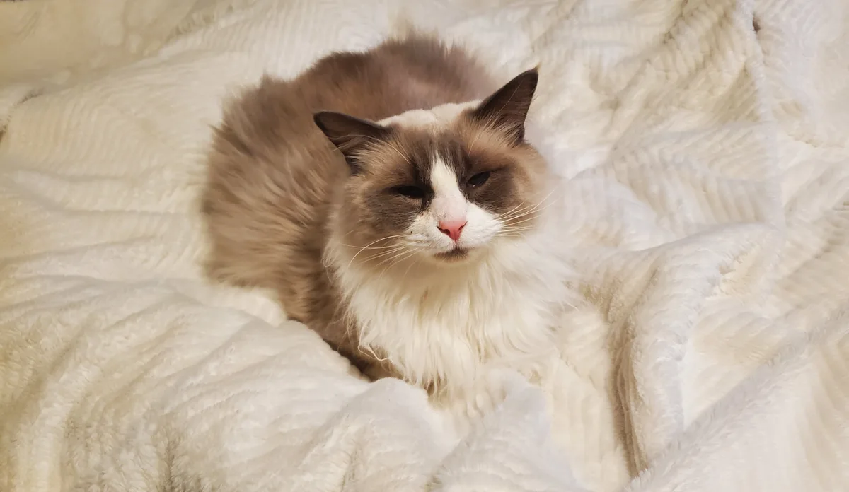 Tom and Geri Cozying Up Under Their Christmas Heated Blanket