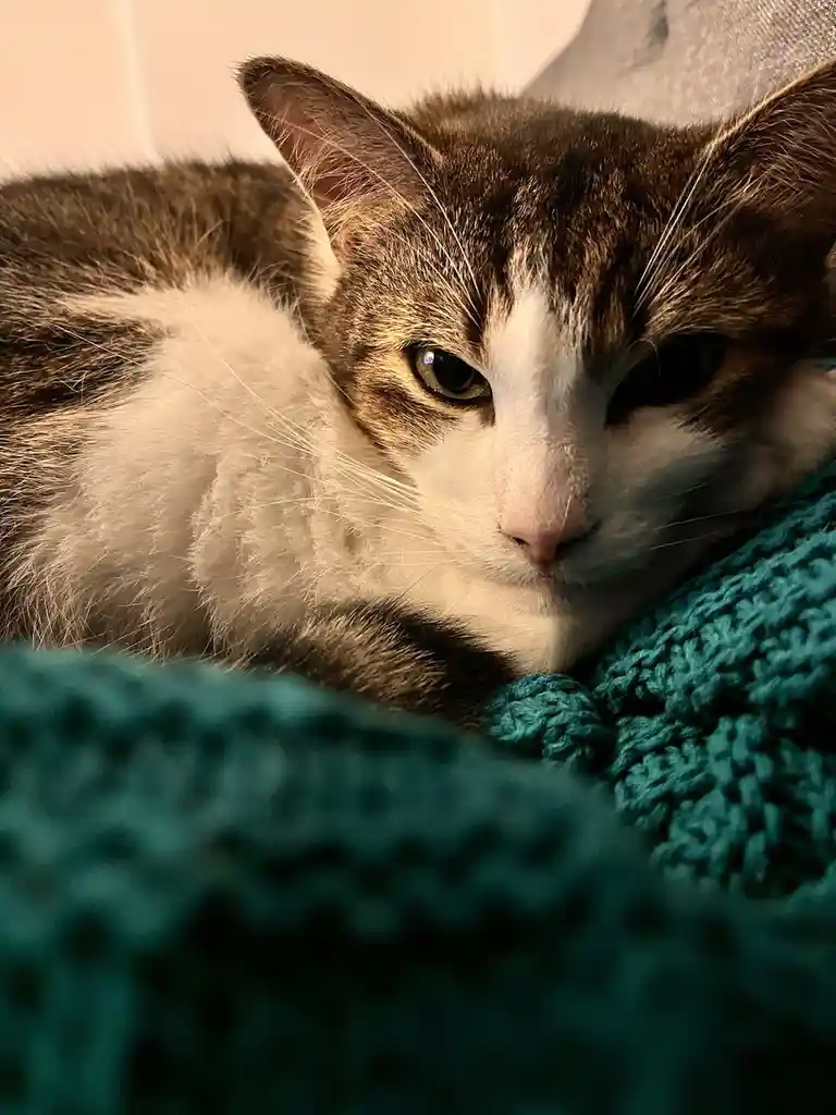 A close-up photo of a brown and white cat resting its head on a teal knitted blanket, looking directly at the camera with a…