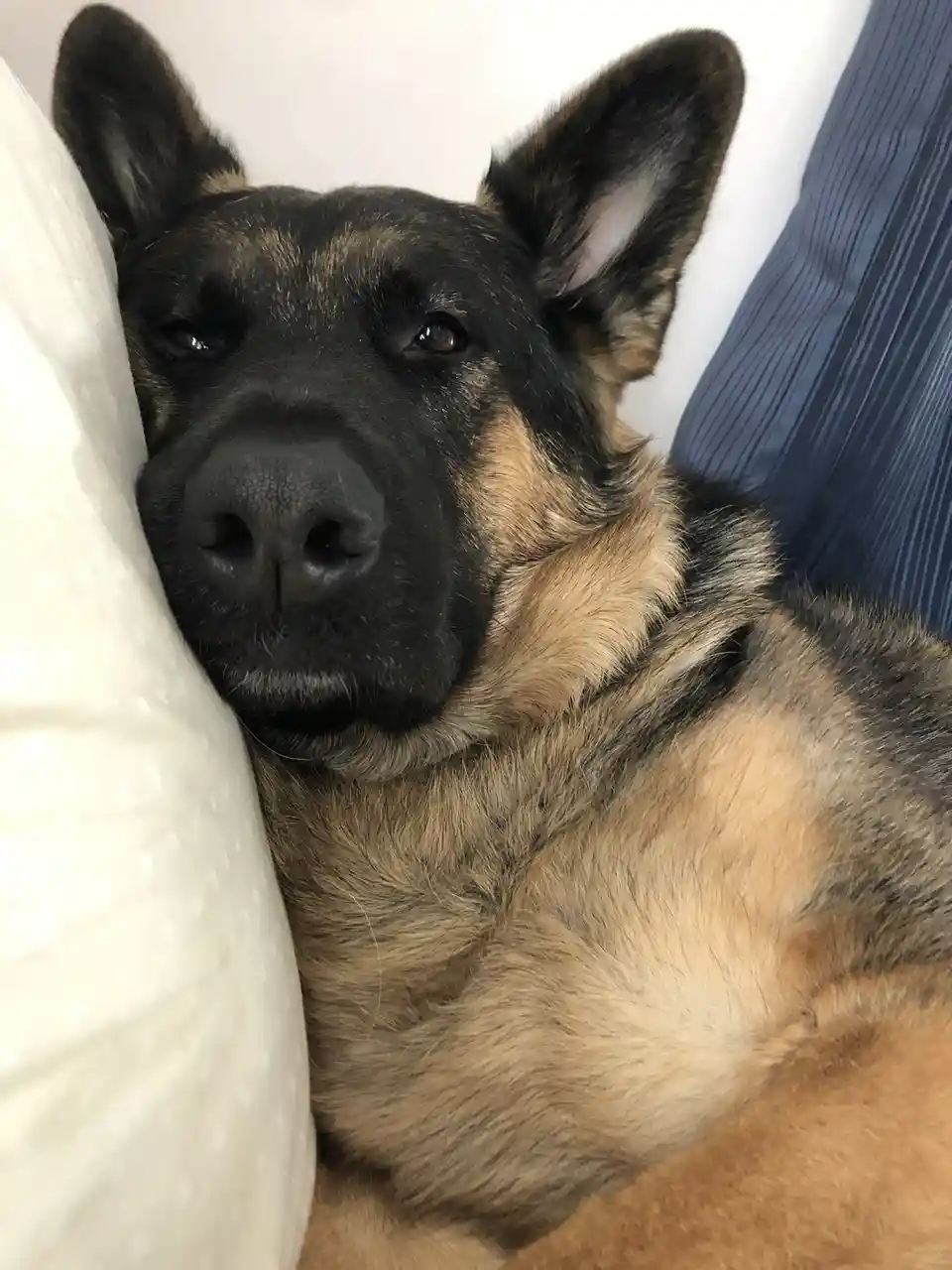 A close-up photo shows a black and tan dog, likely a German Shepherd, resting its head between a white pillow and a blue…