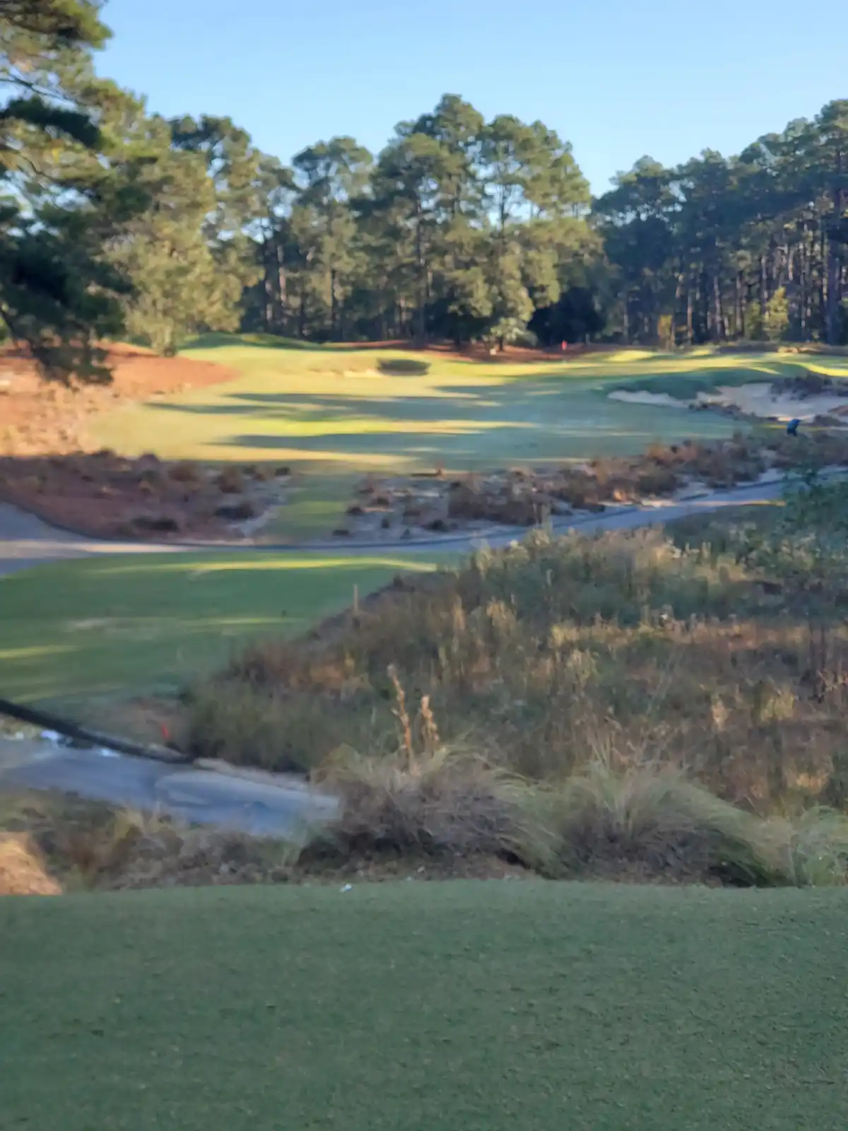 Pine Needles: The Fifth Installment